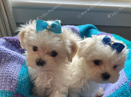 Gorgeous Litter of Maltese Puppies