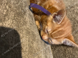 4 x boys 4 x girls kittens