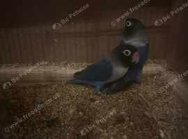 5 Love birds