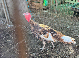 Bourbon turkey