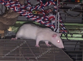 Pair of 14 week old rats