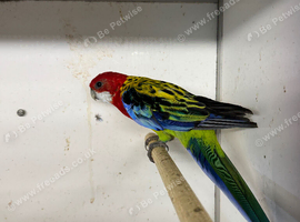 Golden mantled rosella hen