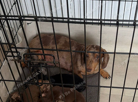 Miniature Dachshund