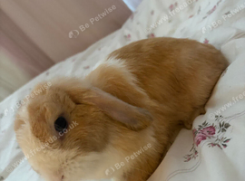 Lovely female mini lop
