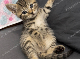 Ready to leave now!! 5 beautiful!! British  Shorhair x kittens