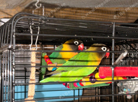 Bonded pair of lovebirds