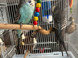 English budgies