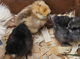 Silkie chicks mixed colours