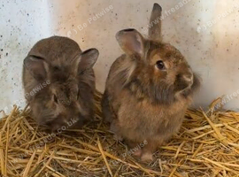 Lion head breed pair