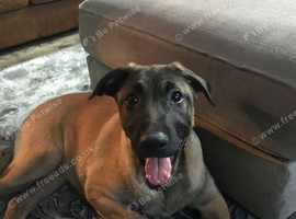 Belgium shepherd