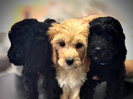 READY TODAY!!!! Gorgeous litter of 11 mini Goldendoodles