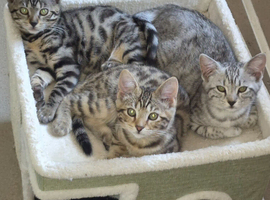 3 Persian x Kittens