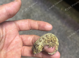 Leachianus geckos