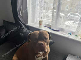 Male dog looking to stud