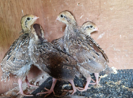 4 Northern bobwhite quail chicks