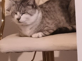 Male cat for rehoming
