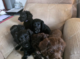 Australian Labradoodle Puppies