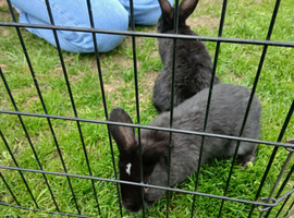 Last bunny left