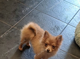 Last girl pomeranian!