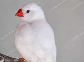 White zebra finch
