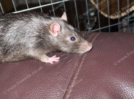 2 bonded male rats