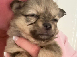 Pomchi puppies (Ready to go)