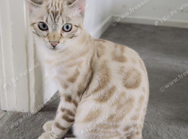 Beautiful Male Bengal Kitten - Rocky