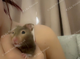 Syrian hamster