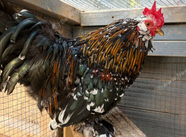 2 Bantam Rooster Free
