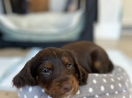 Cocker Spaniel puppies