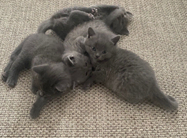 5 British Shorthair Kittens