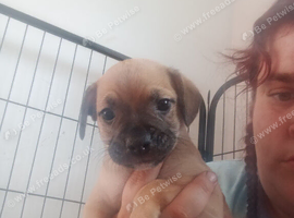 6 puppies for sale