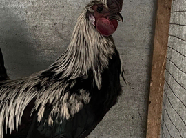 Old English Game cockerel for sale