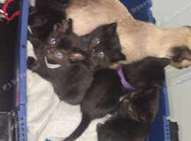 1 boy left Siamese Cross British Shorthair