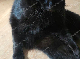 2 Black Girl Adult Cats Mum & Daughter