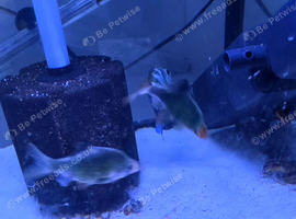 3 green tiger barbs