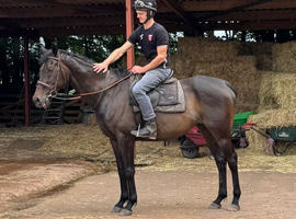 Gentleman of a gelding