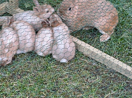 Baby bunnies for sale