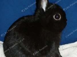 Netherland dwarf rabbit