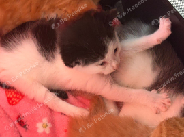 Kittens for sale