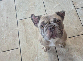 Needs rehoming ASAP