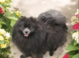 Blue adult pomeranian female