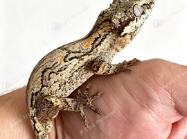 Gargoyle gecko male cb25