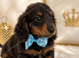 Absolutely stunning mini Daxi pups