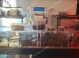 Large Exotic Spider & Reptile Collection &ndash; Tarantulas, Geckos, Frog, Vivariums & Equipment