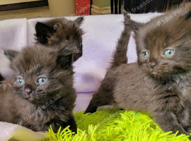 Gorgeous very Fluffy Chocolate Kittens, part Savannah part British Blue