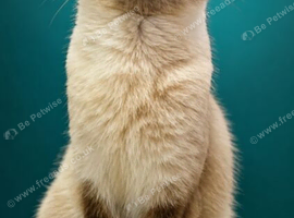 Chocolate colour point ragdoll female