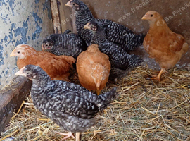 6 week old female chickens