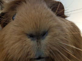 Guinea pigs