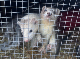 Pair of ferret kits